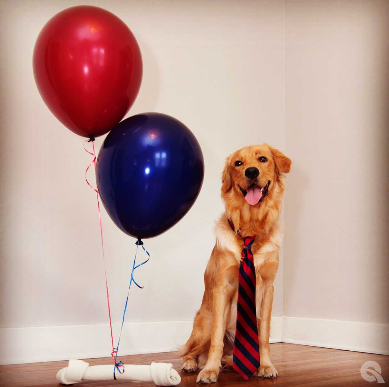Ein Hund mit einem roten und blauen Ballon.