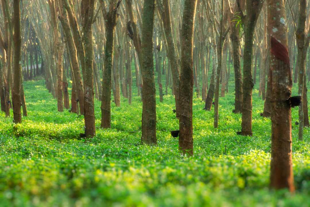 Ein Feld mit einer Vielzahl von Bäumen in Wien.